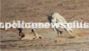 Hare Poaching Penalty