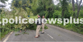 Tree Clearing Assistance